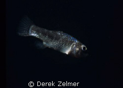 Cave pupfish - Lighthouse Cave on San Salvador island. by Derek Zelmer 